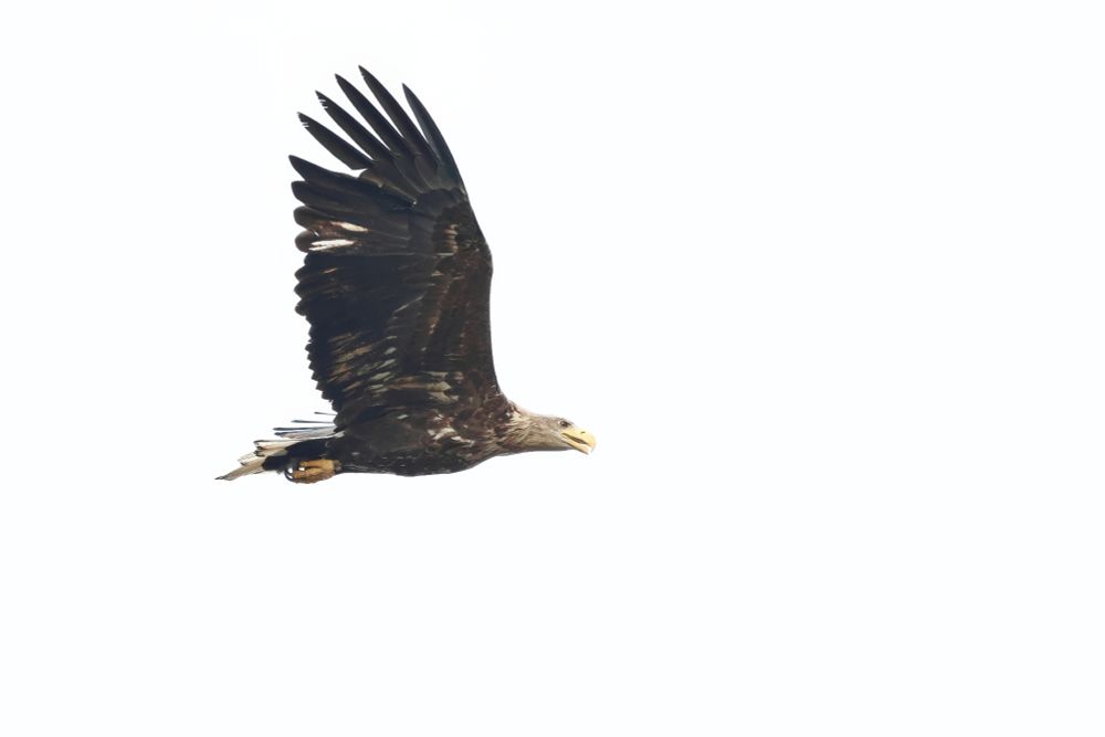 White-tailed eagle