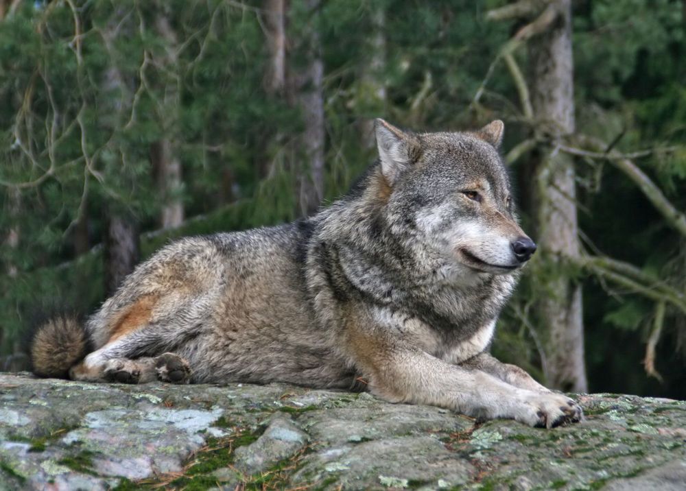 Resting Gray Wolf 