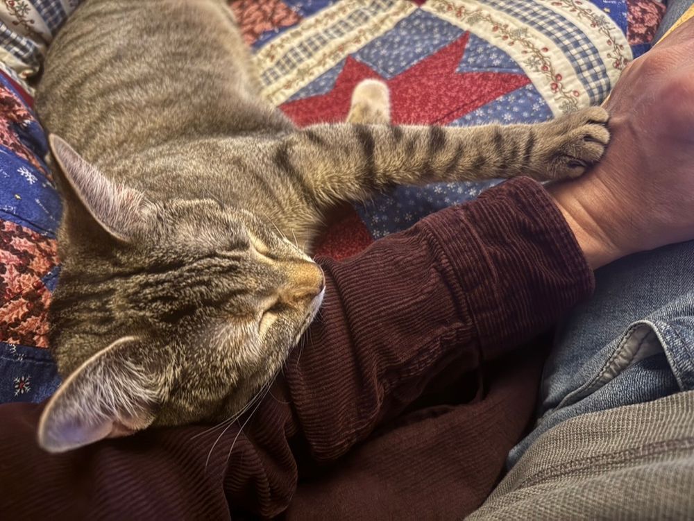 ...and cats are here for us. (Photo of a kitten snuggling her human's left arm while she naps.)