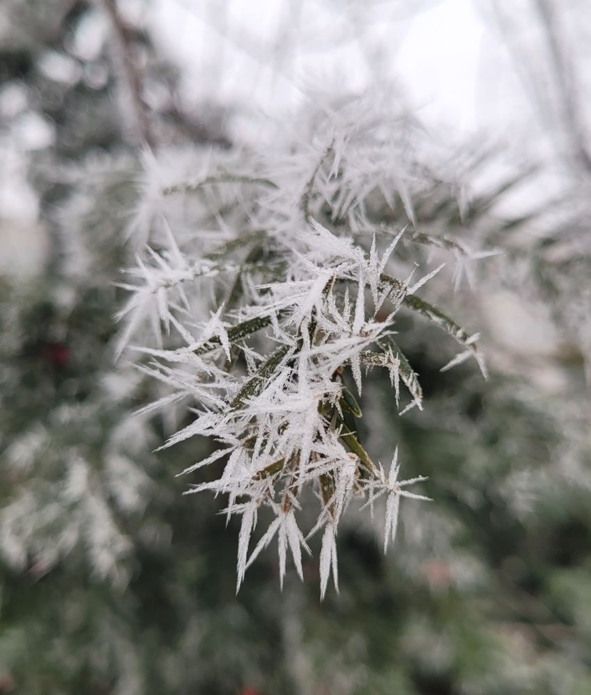 Ein kleiner Zweig mit lanzettlichen Blättern. Diese sind überzogen mit spitzen weissen Nadeln aus Rauhreif.