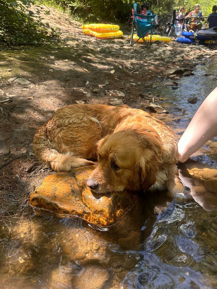 A photo of our golden retriever lying in some shallow water, with a concerned look on her face. Her chin is resting on a rock out of the water. 
