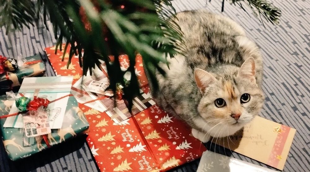 cute cat sitting between Christmas presents beneath a Christmas tree, looking up with big eyes
