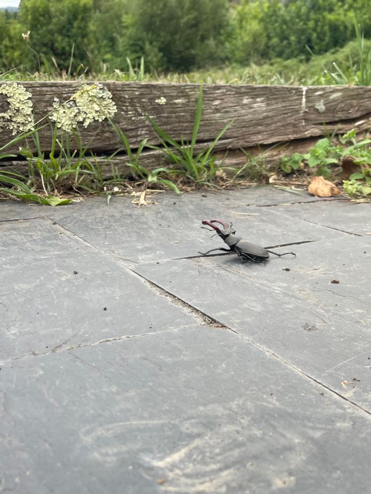 Escarabajo gordísimo paseándose, visto de lado