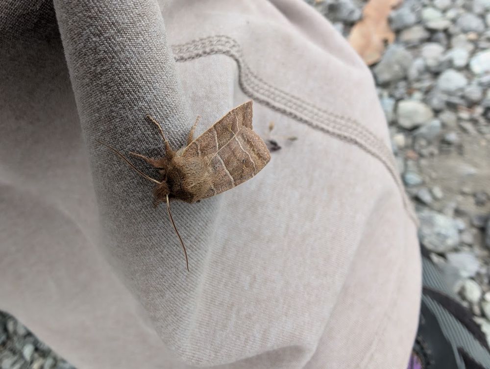 a sallow moth on my pants leg. 