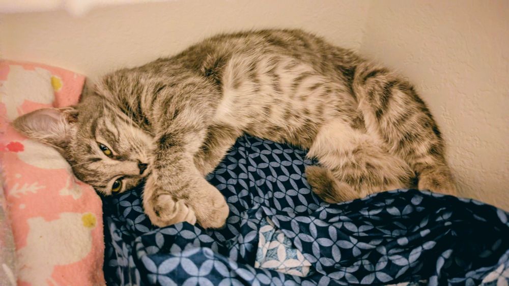 Beautiful silver-grey tabby kitten with an adorable charcoal grey nose that is 6 months old, curled up in the linen closet.