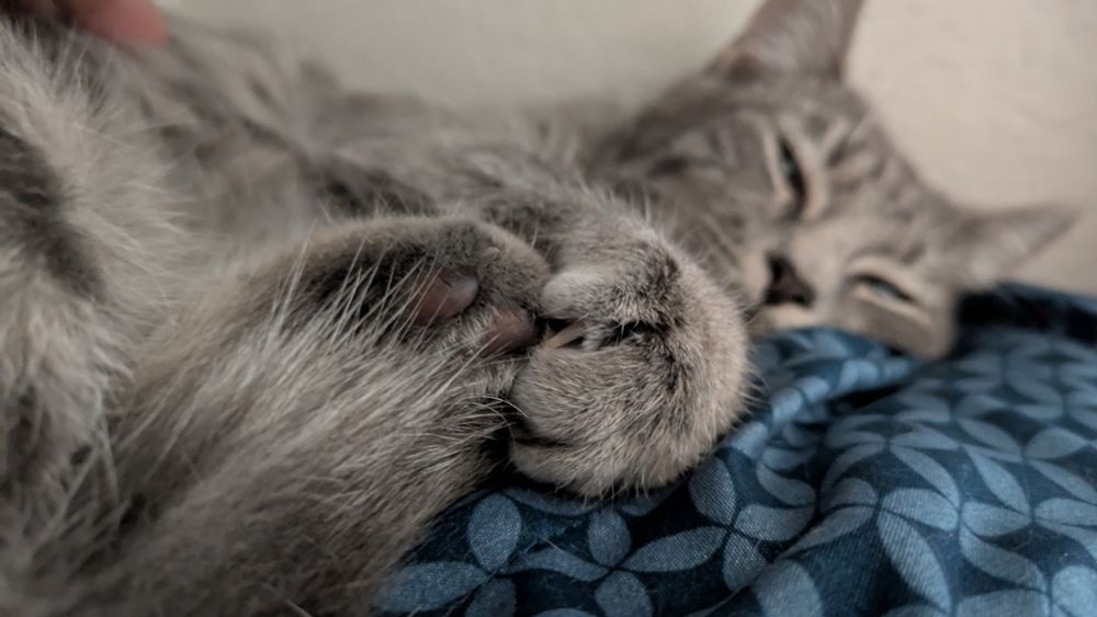 Beautiful silver-grey tabby kitten with an adorable charcoal grey nose that is 6 months old.