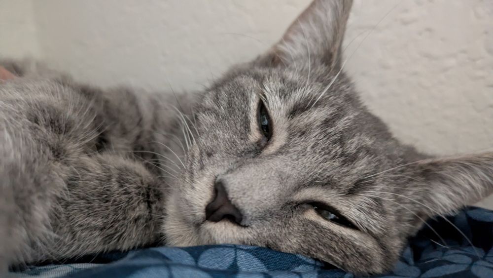 Beautiful silver-grey tabby kitten with an adorable charcoal grey nose that is 6 months old.