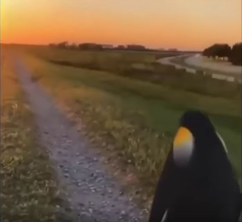a majestic emperor penguin looking towards a pleasantly paved road while the sun dawns on a brand new day. the image is simply titled "life." 