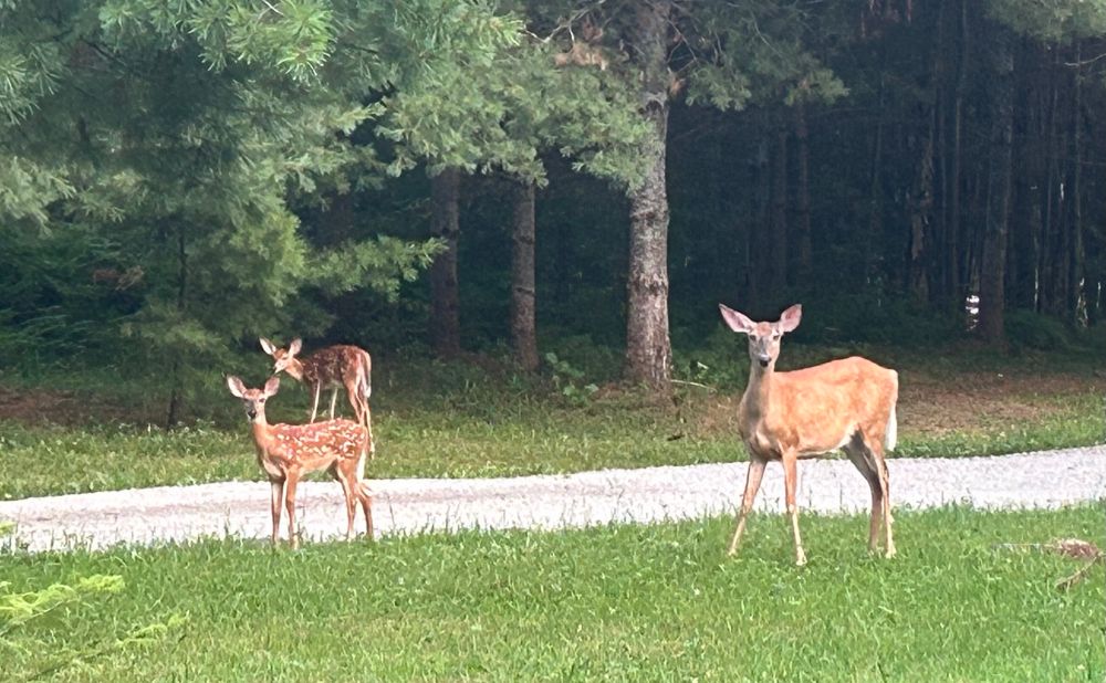 A small doe and two little spotted fawns on a driveway at twilight 