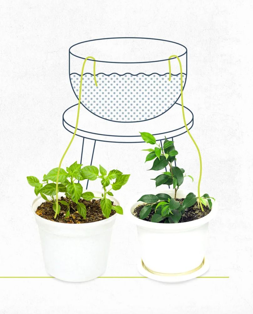 image of a self-watering system for plants whereby you feed a cotton string from a container of water to the plant's soil 