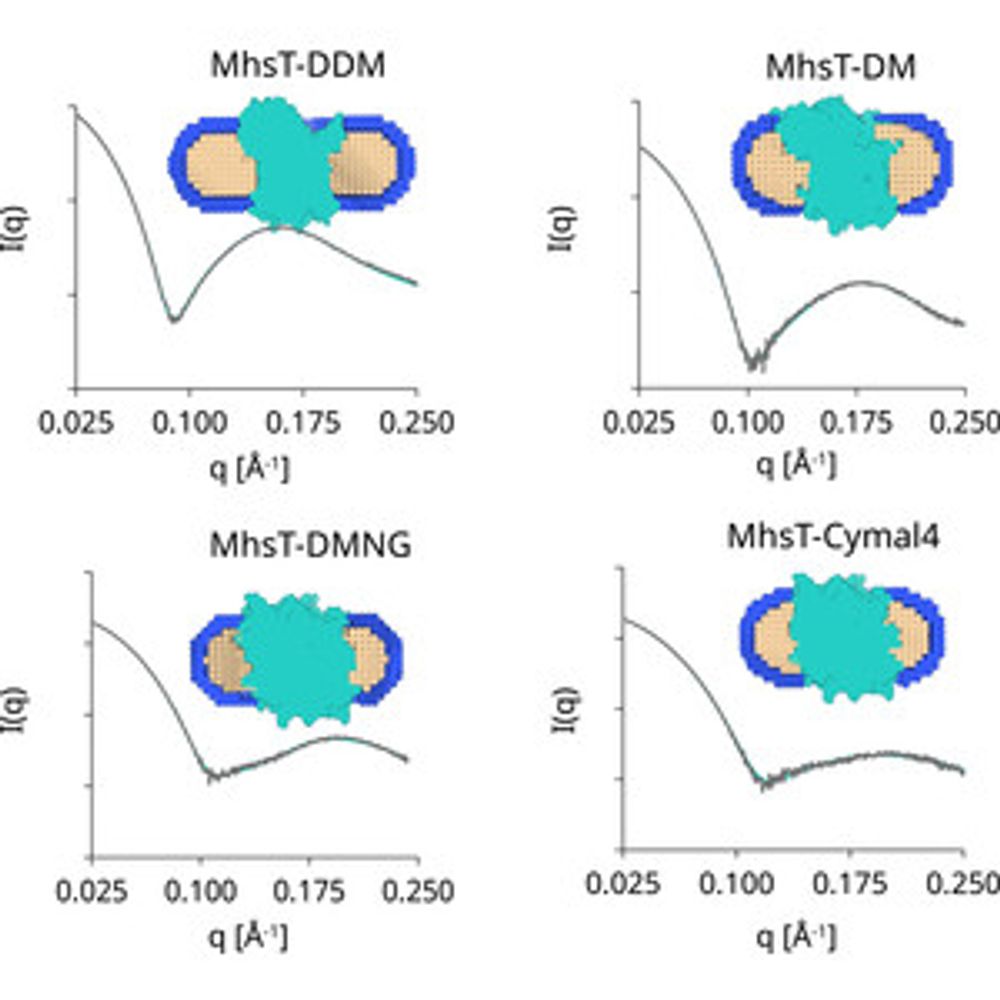 Simulation and modelling of the detergent corona around the membrane protein MhsT based on SAXS data