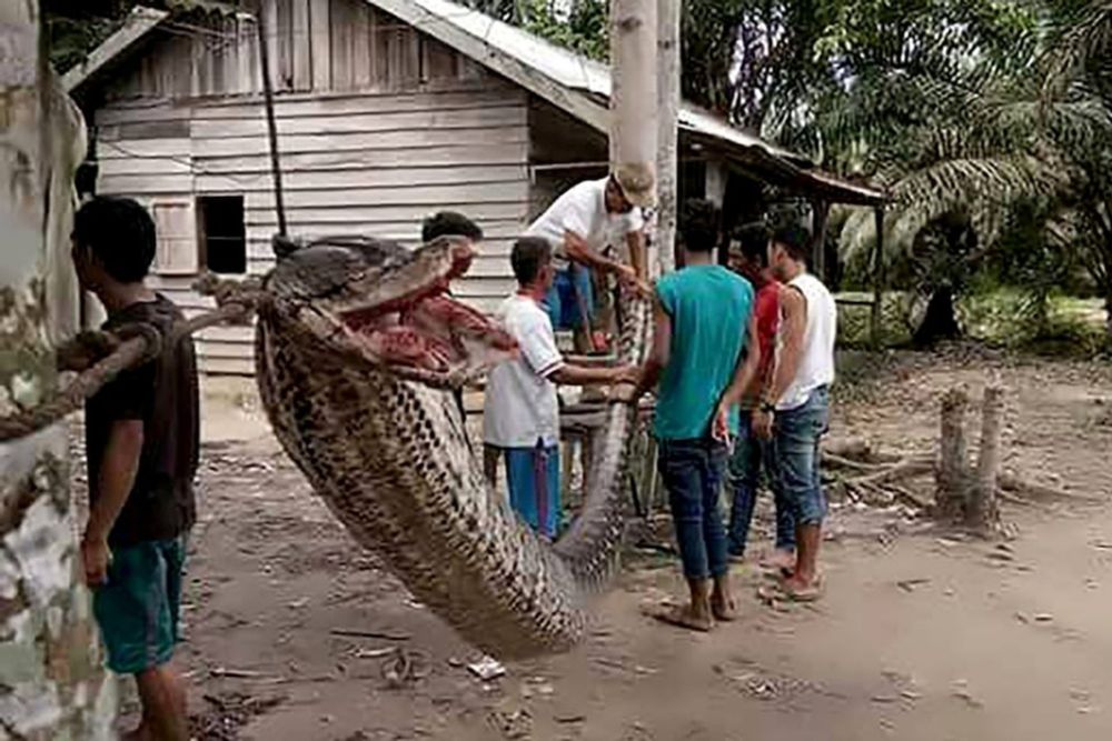 Marido encontra mulher sendo devorada por cobra píton em plantação na Indonésia