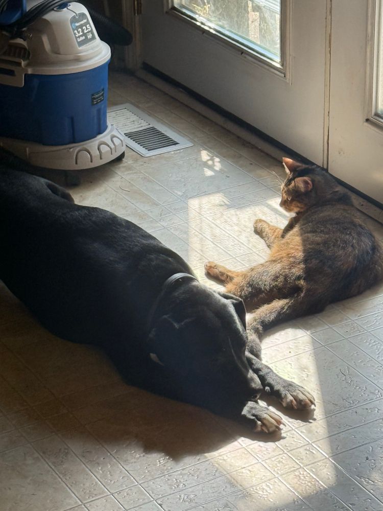 Stella the dog and Gretchen the cat, having a little snug