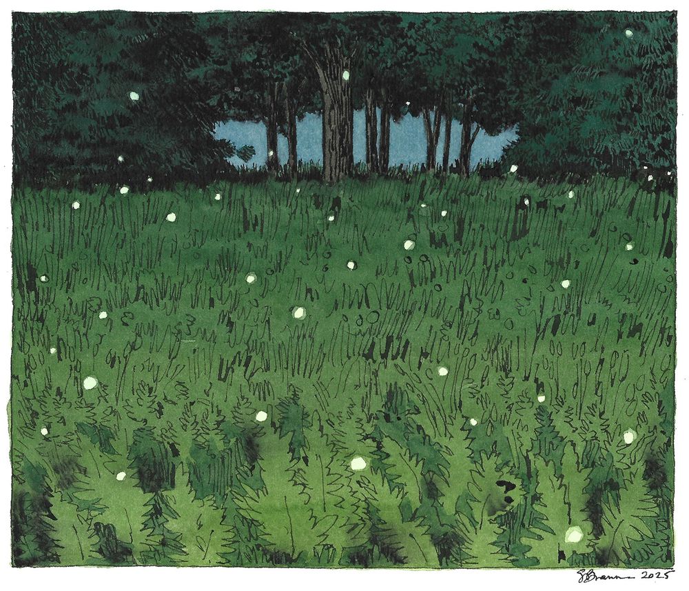 Watercolor and pen and ink drawing of a field full of fireflies. 