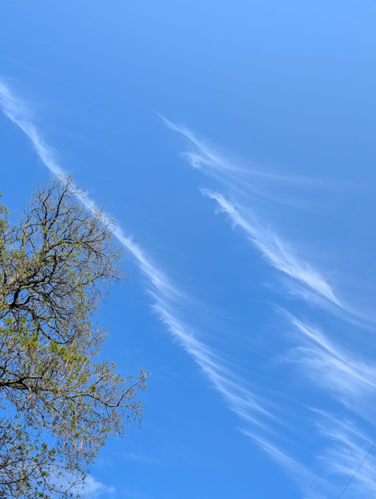 Looking up at wispy clouds over green trees.