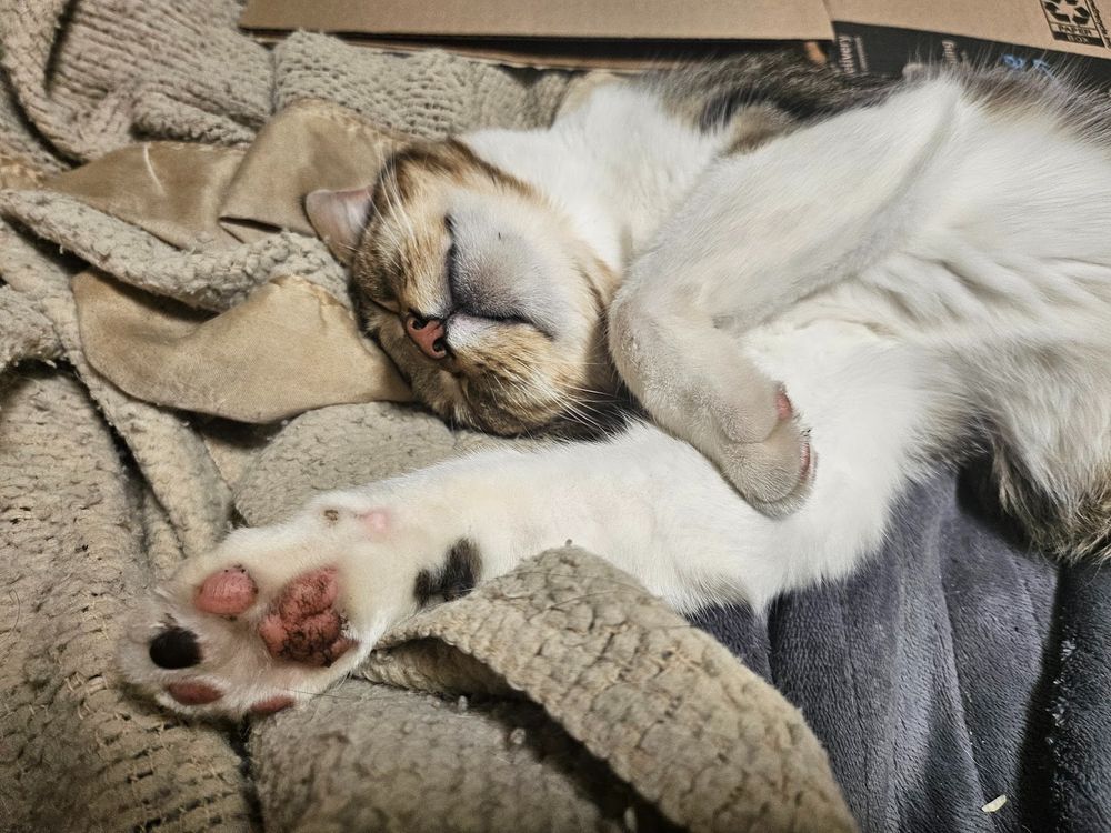 My cat sleeping peacefully. His name is El Gato de Casa Morgan, Esq.