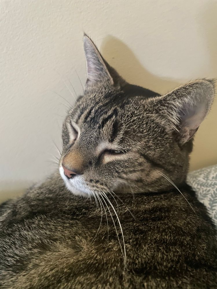 A closeup of a brown tabby with his eyes mostly closed, chilling like he’s the Pope of Antarctica.