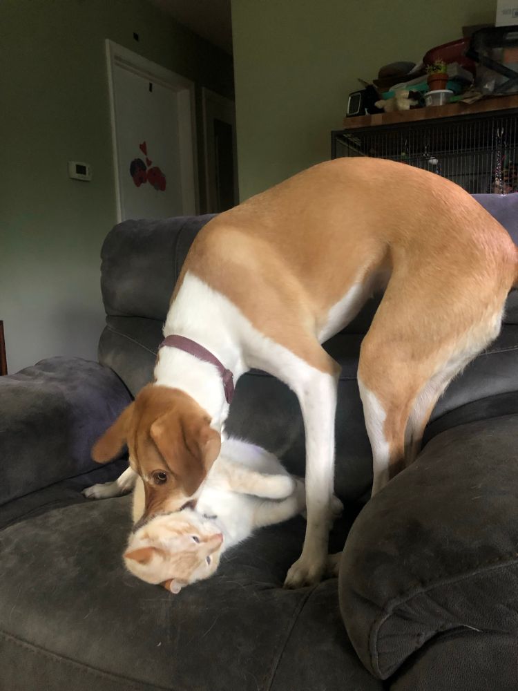 A brown dog with a white neck and front leg has her mouth on the neck of the white cat from the previous image, who is rolled onto his side. Because they are just playing, he is extremely chill about everything, even though it looks like she is trying to choke him out.
