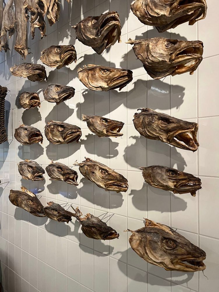 An array of dried fish heads on display on a white tiled wall