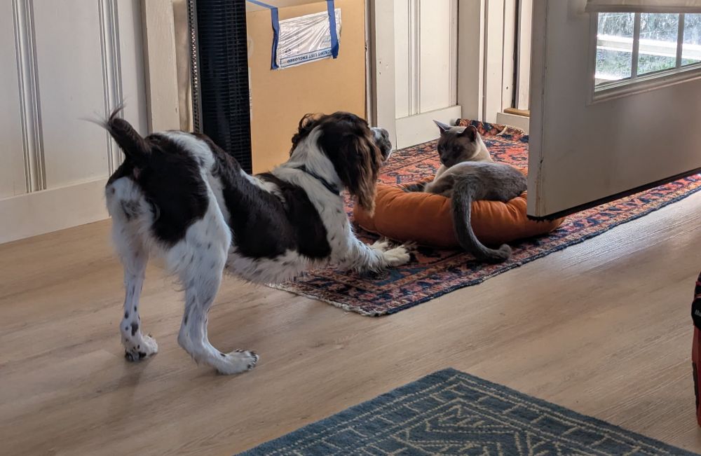 Siamese cat repels liver and white puppy with a stare, alone.  