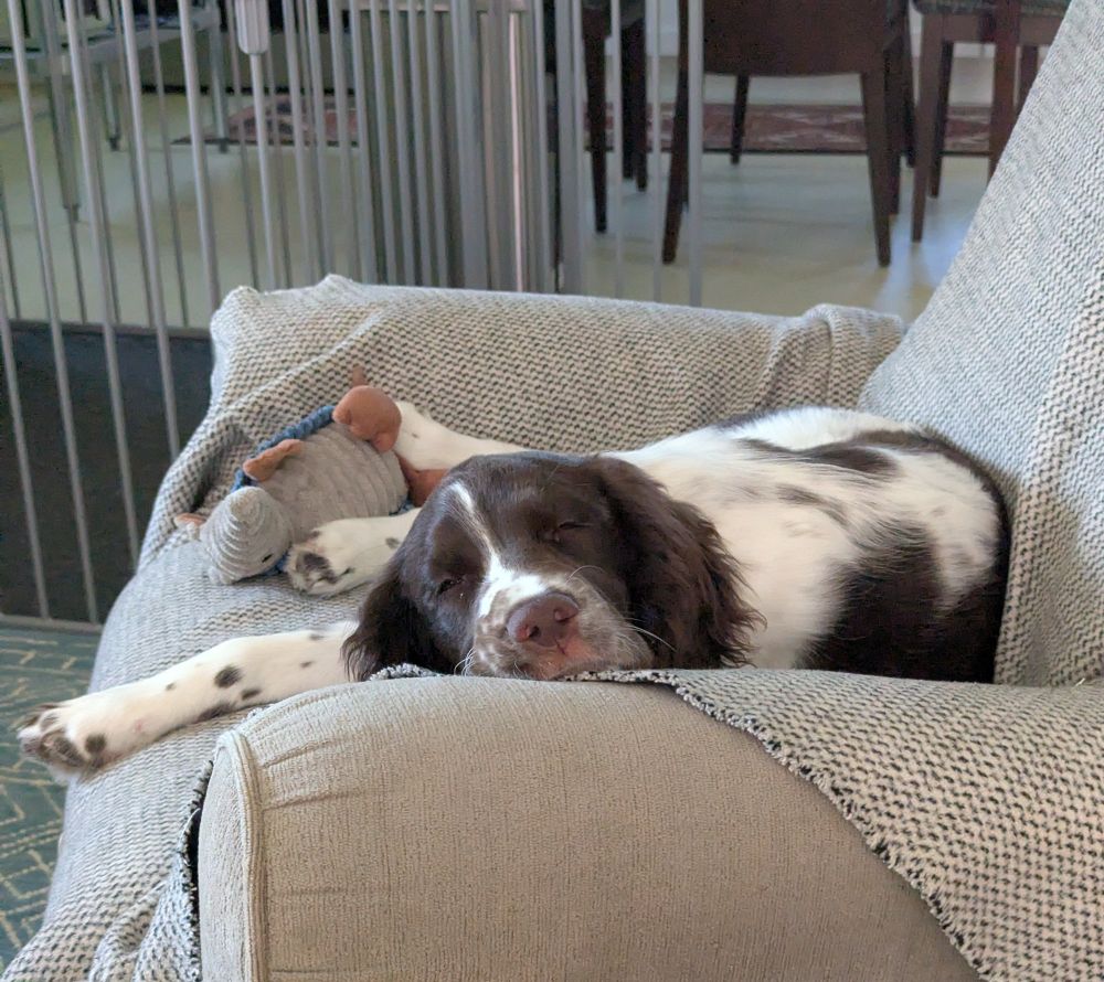 Sleepy Springer spaniel age 16 weeks liver and white