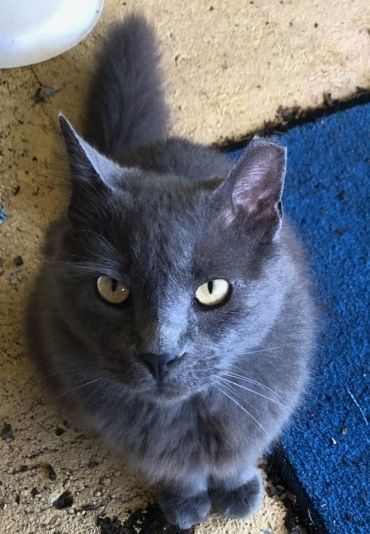 Gray cat sitting on blue rug looking up at camera.