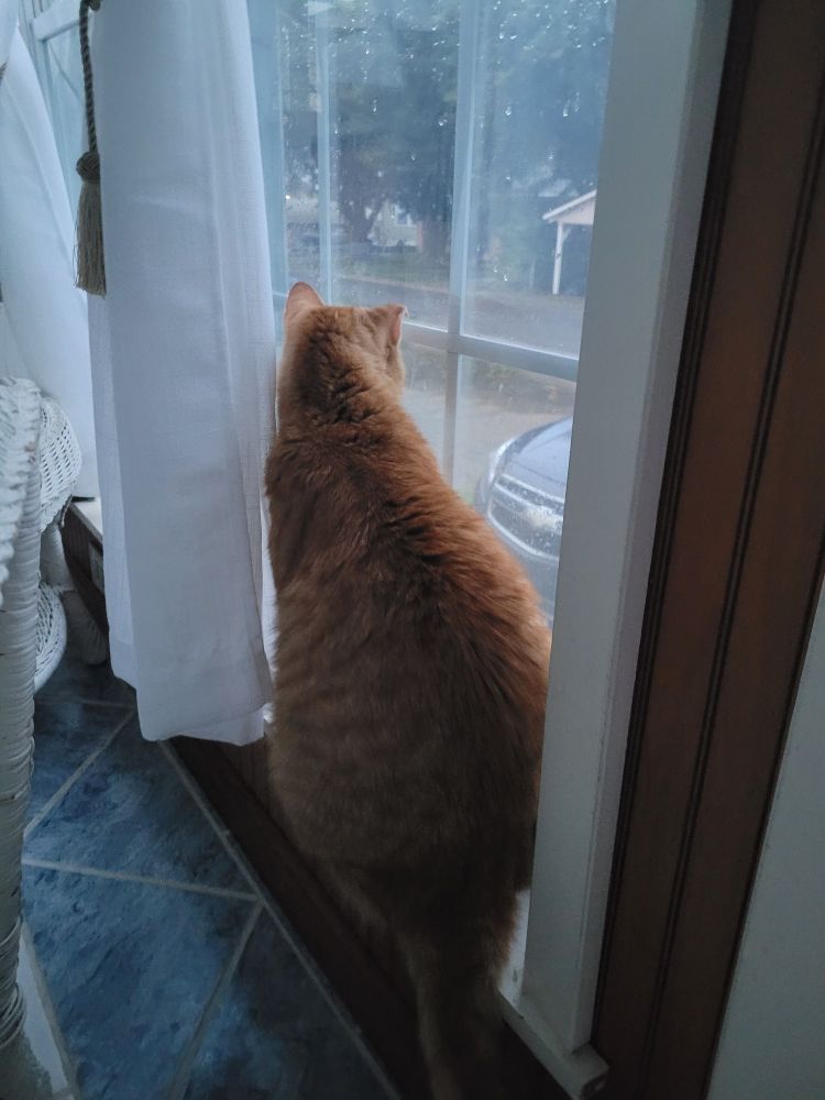 Orange cat sitting on window sill looking out the window at wind & rain from Hurricane Francine.