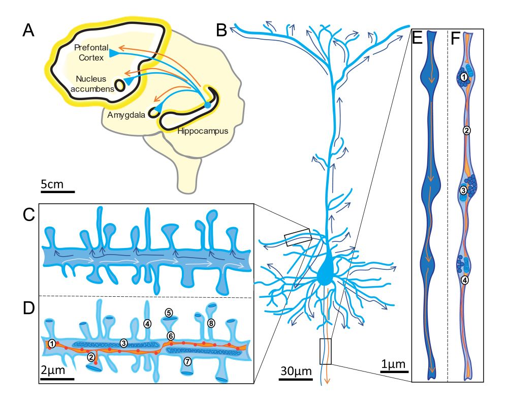 Illustrations of a brain, neuron, axons and dendrites showing the complexity of neuronal transport.