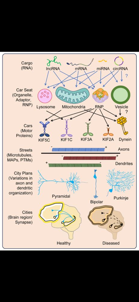 Illustration of RNAs, organelles, motor proteins and neurons.