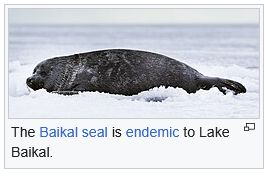 Screencap of Lake Baikal's wikipedia page. It shows a photograph of a seal with the caption: "the Baikal seal is endemic to Lake Baikal."