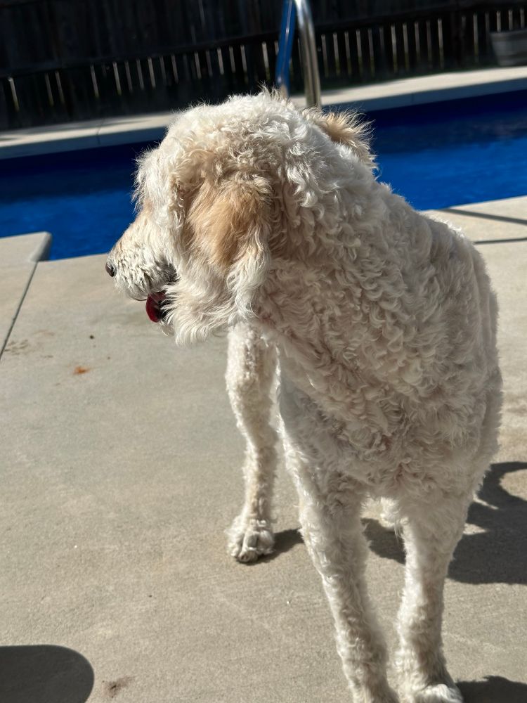 A white doodle poolside 