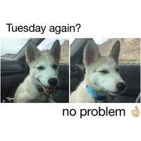 Tuesday again? No problem

Dog winking