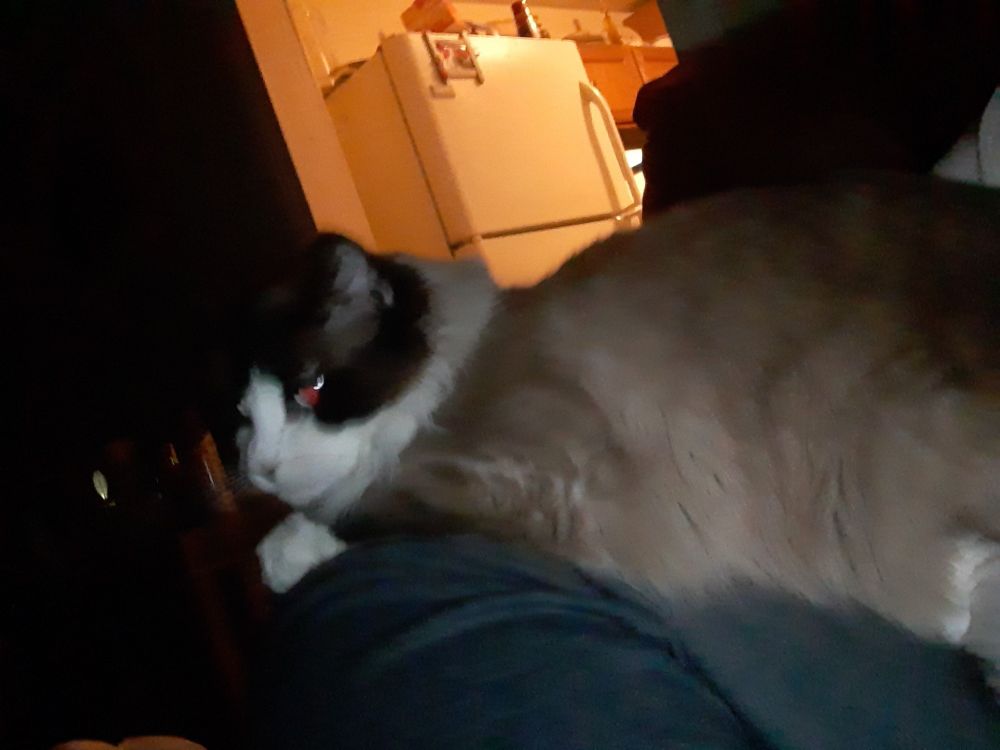 A grey, black, and white cat sitting on a pajama'd lap, looking displeased and offended into a selfie cam with flash angled upward for an unflattering view. A white fridge is in the background with a view of a lit kitchen against a mostly dark room.