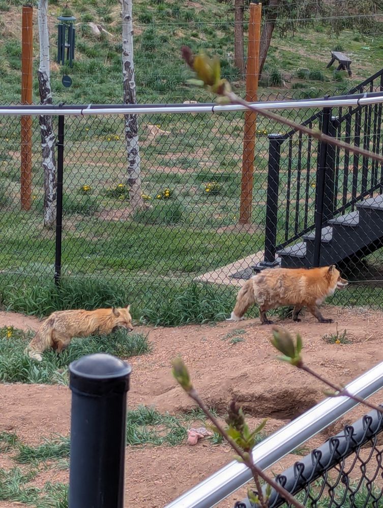 Two red foxes walking