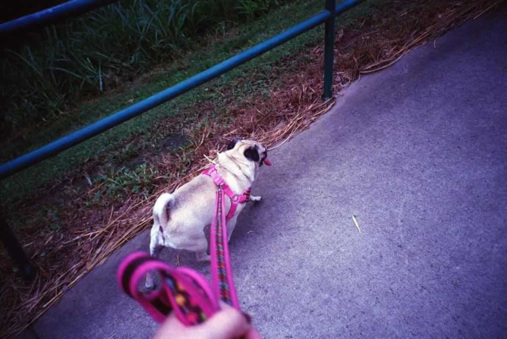 Blynken, a tan pug, pulls on the leash being held by her owner (out of frame). She walks on a sidewalk, tongue hanging out.