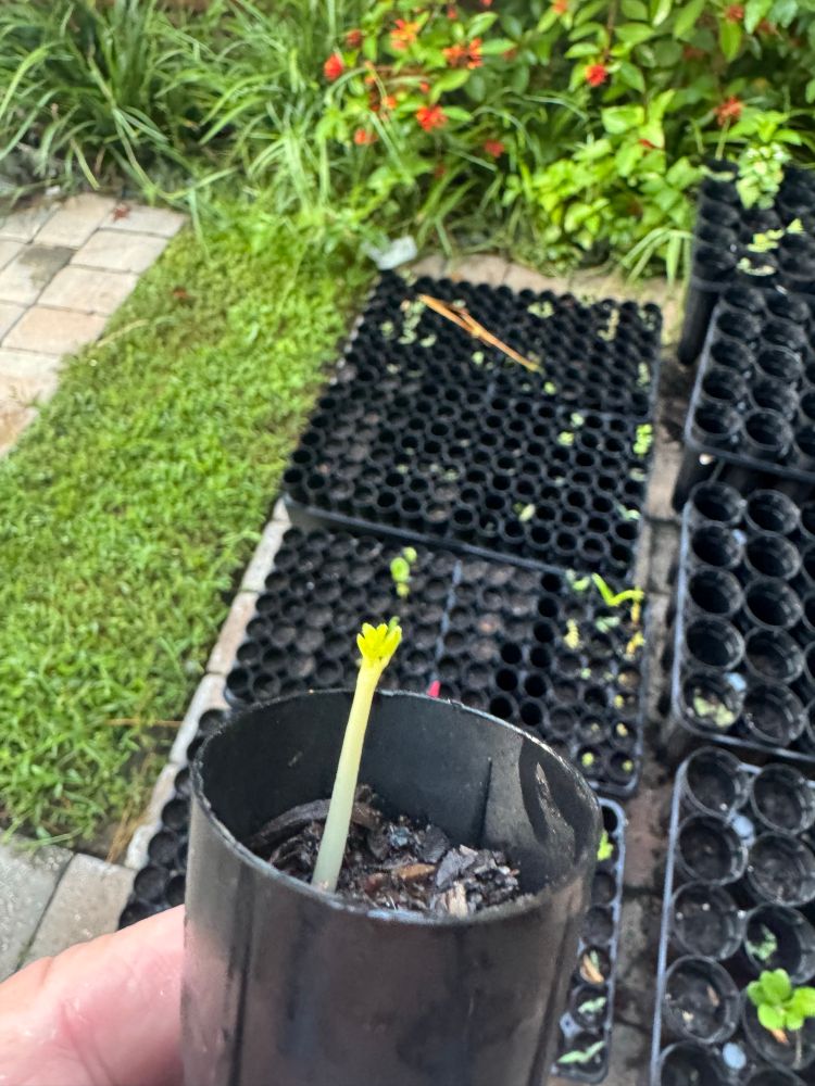 Moringa 