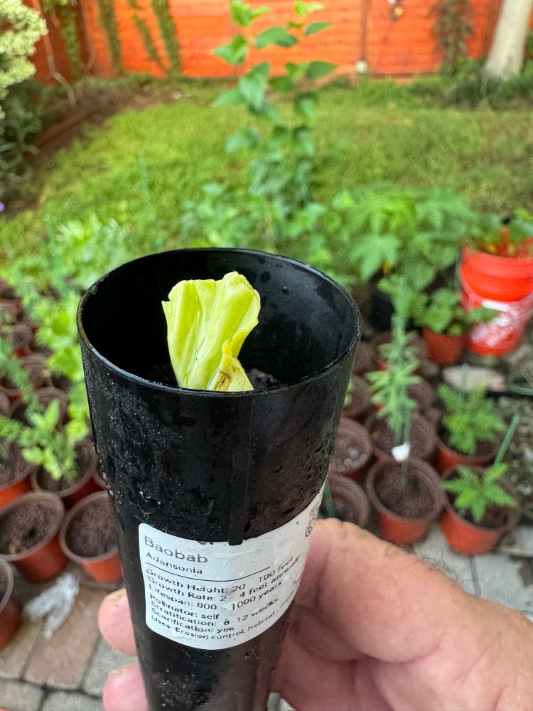 Baobab 