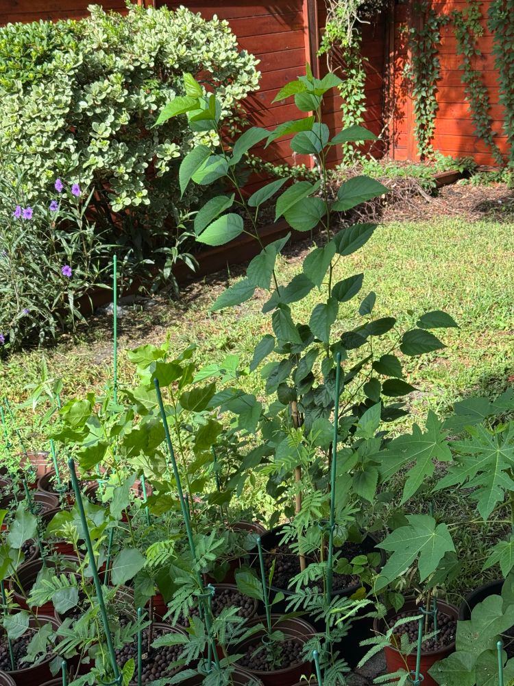 Mulberry tree and assorted trees grown for jackson earth restoration project 
