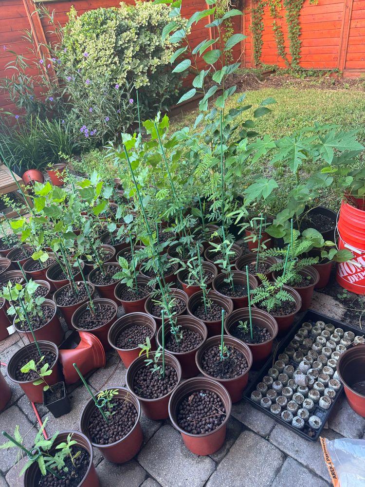 baby trees