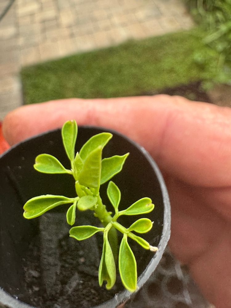 Moringa seedling