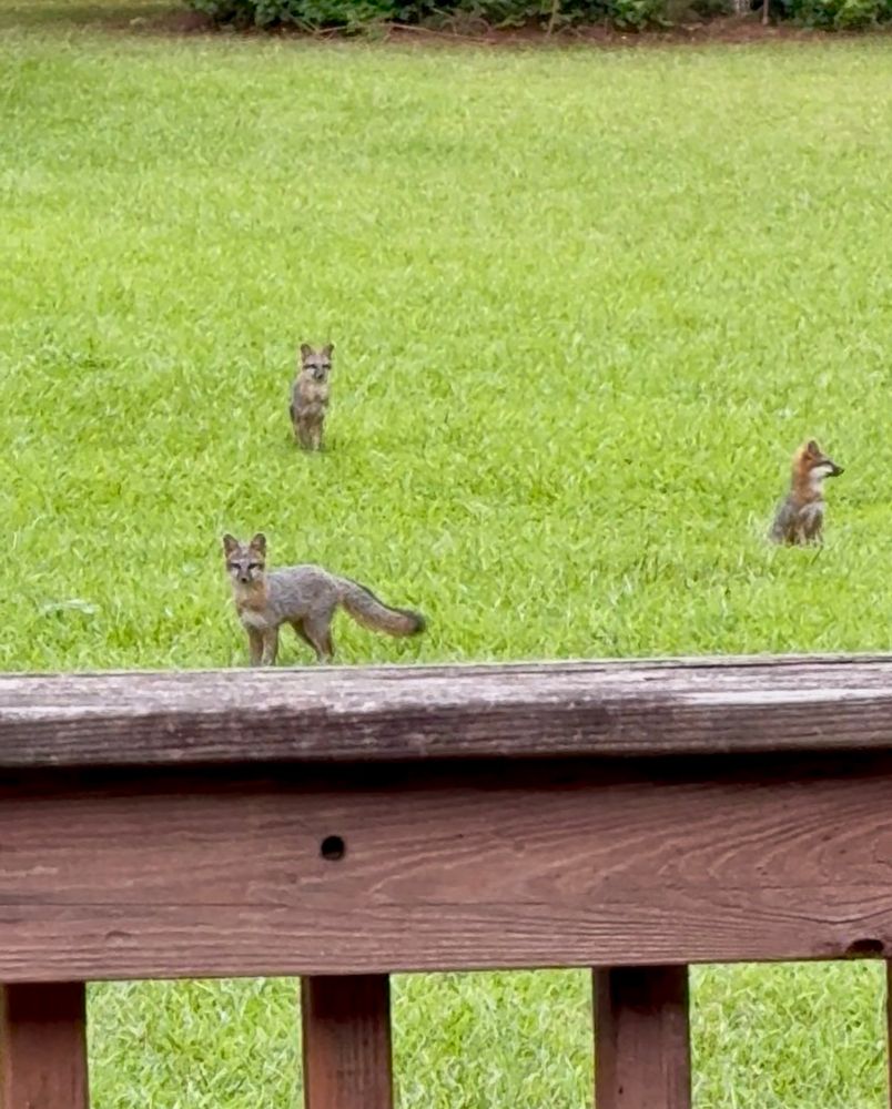 Photo of three beautiful grey fox pups, on bright green grass (two standing, one sitting) near my back deck. The deck railing is in the foreground. 