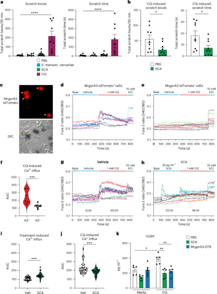 MrgprA3 neurons drive cutaneous immunity against helminths through selective control of myeloid-derived IL-33 - Nature Immunology