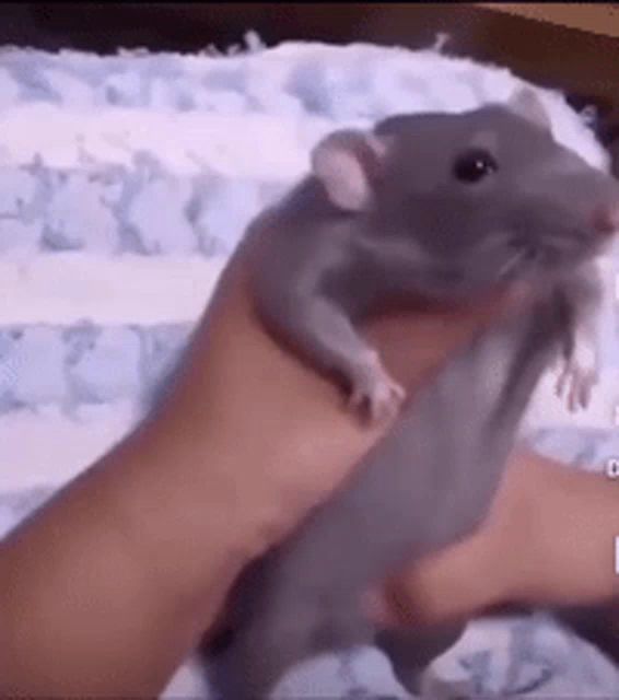 a person is holding a gray rat in their hands .