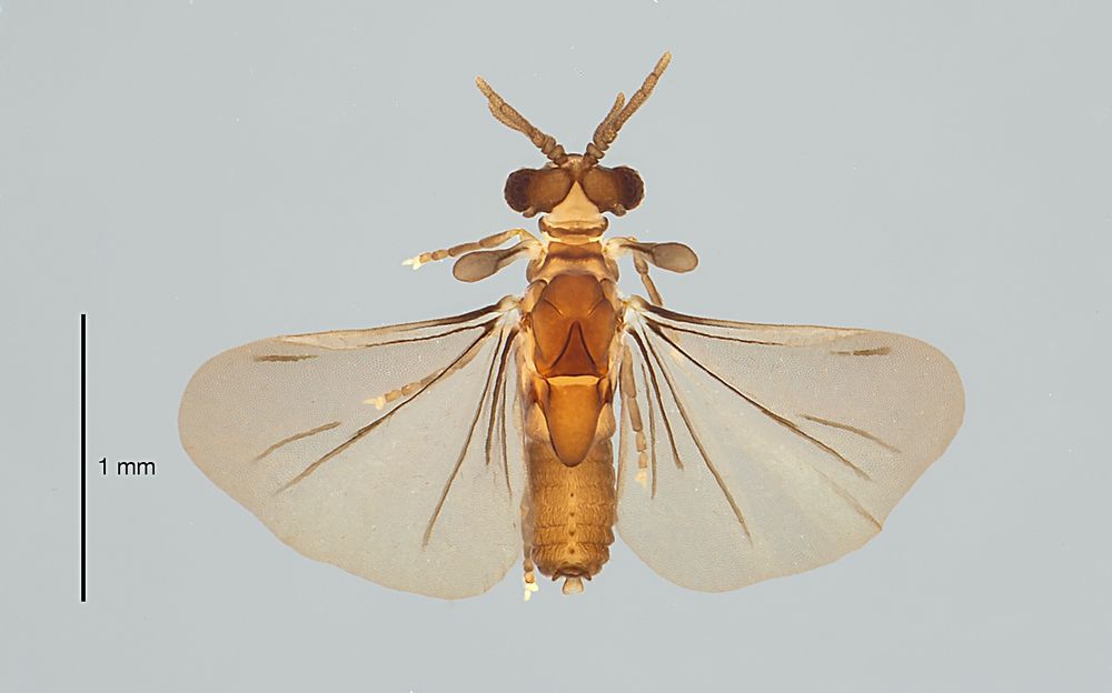 Dorsal view of male strepsipteran, or twisted-wing parasite, on a light gray background. Overall, the insect is light brown with slightly dusky wings. The large, fan-shaped wings are open on either side of the body and the coarsely faceted eyes are clearly visible. There is a one millimeter scale bar on the left side of the image; the length of the insect is less than 2 mm.