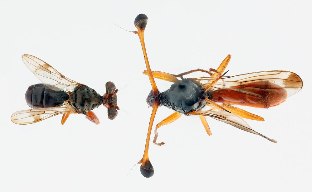 Dorsal view of two stalk-eyed fly specimens, family Diopsidae, arranged face to face against a white background. The fly on the left is facing right. It's eyes are fairly close together (for a stalk-eyed fly, anyway), the distance between the eyes isn't much greater than the width of the abdomen. The fly on the right is facing left; it's eyes are very wide apart, the distance between them is roughly equal to the length of the entire body. The fly on the left is dark overall; the one on the right has dark eyes, head, and thorax, the legs and eye stalks are yellowish and the abdomen is reddish orange.