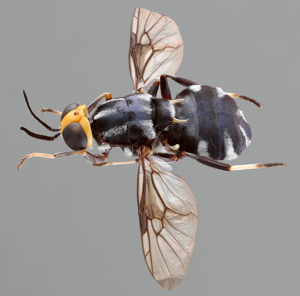 Upper left lateral view of a soldier fly (Stratiomyidae) against a grey background. The head is yellow, the large oval eyes are dark and the dark antennae are quite long (for a fly). The thorax and abdomen are black, slight metallic, white white maculations formed by areas of white, appressed setae. There are two horn-like projections extending back from the posterolateral corners of the scutellum. They curve inward and are slightly tapered, so they really look like horns.