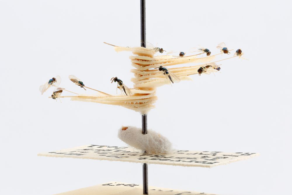 Side view of a single insect pin, holding several tiny parasitic wasps, against a white background. Each dark wasp is attached to its own cream-colored card point; the card points are arranged radially on the pin. A white silken cocoon is underneath the stacked points and two insect labels are also visible.
