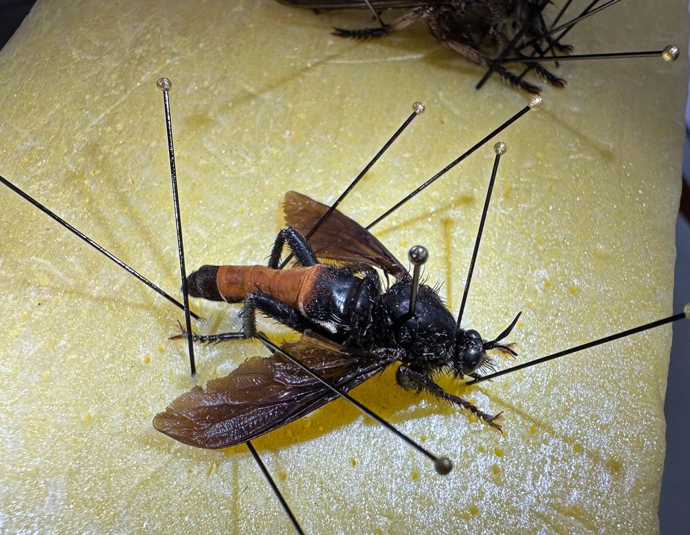 Large, mostly black mydid fly (Mydidae) pinned on a large piece of yellow foam. The abdomen is black basally and apically, but dark orange on the middle segments. The wings are smoky/black. There are several #2 pins holding the wings and legs in position while the specimen dries out.