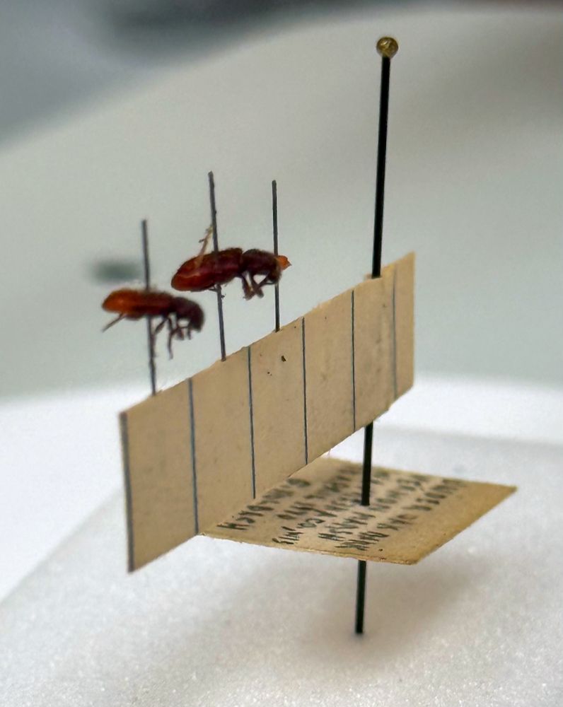 Close up of a standard insect pin, stuck in a piece of white foam. There is a hand-written collection label a small distance above the foam—fairly normal—but above that is a rectangle of lined index card. The insect pin has been inserted (somehow) in between the top and bottom layers of the card, so the card is sticking out like a flag from the side of the insect pin. Opposite the end with the insect pin, there are three minutens, also inserted into the edge of the card rectangle. Two of the minutens hold small red clerid beetles. The third has just a small piece of one elytron, presumably from a third beetle, now lost.