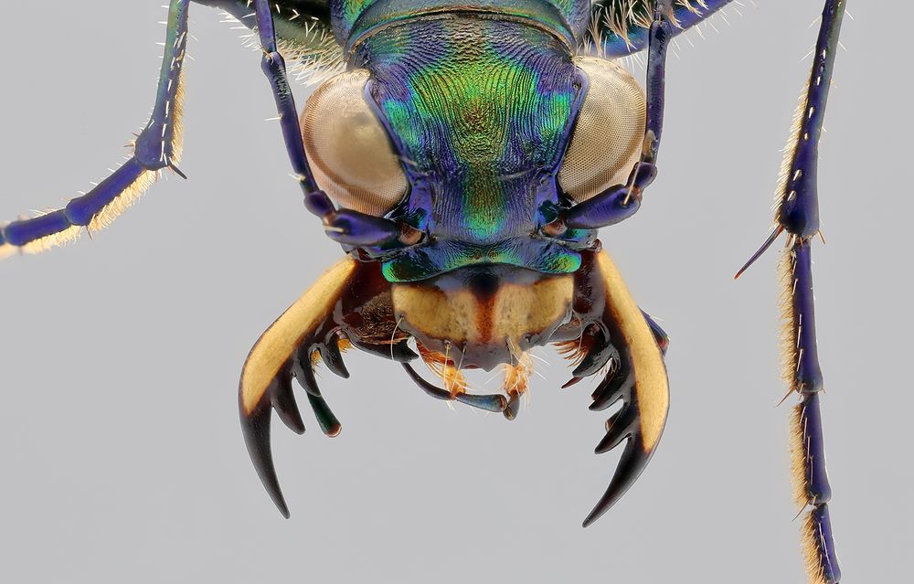 An upper frontal close-up view of a tiger beetle specimen, against a neutral grey background. The head and most of the two front legs are visible. The body is metallic: the legs are purple, the head is purple with green, blue, and bronze highlights. The wicked-looking mandibles are dark with a big ivory longitudinal stripe on the upper surface. There are several large pointy projections on the inner margins. The eyes are quite large on this predator.